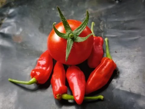 Single red cherry tomato surrounded by hot chili peppers Stock Photos