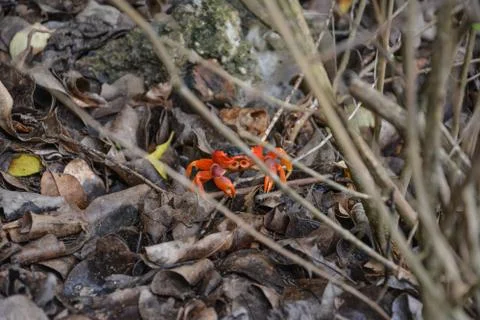 A single red crab sits behind the twigs of a bush on gray brown rotting leave Stock Photos