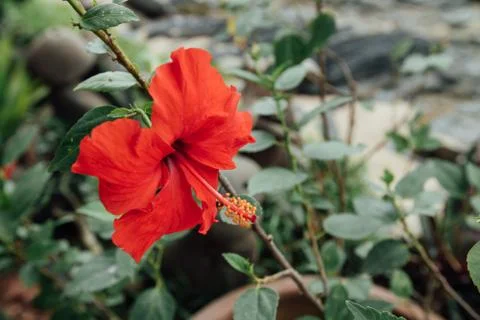 Single Red flower Against the background of green leaves. The green leaves are Stock Photos