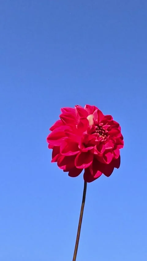 Single red flower held up against clear sky Stock Footage 320131131
