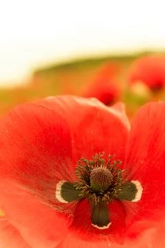 Single red flower in macro top view Stock Photos