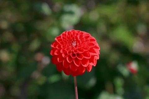 A single red flower Stock Photos