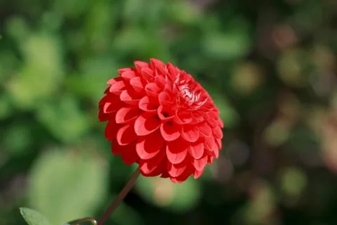 A single red flower Stock Photos