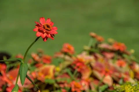 Single red flower Stock Photos