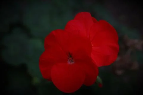 Single red flower Stock Photos