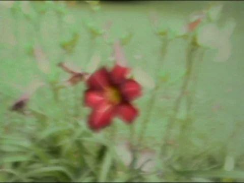 Single Red Flower Pulled Focus Stock Footage 135660129