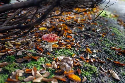 Single red fly agaric mushroom with white spots growing on mossy log covere.. Foto stock