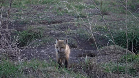 Single Red Fox kit wandering outside of its den Stock Footage 239996752