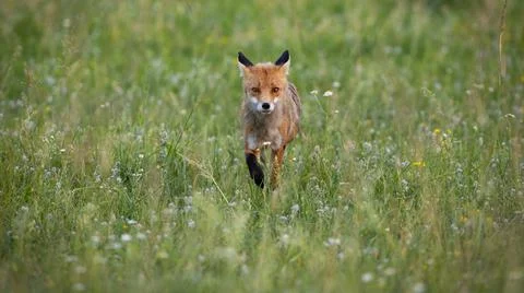 Single red fox walking forward on a meadow with wildflowers in summer nature Stock Photos