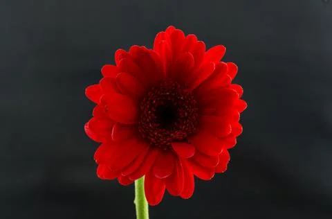 Single Red Gerber Daisy Stock Photos