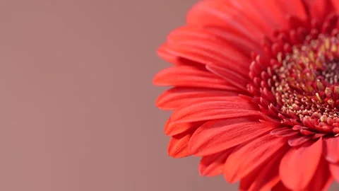 Single red gerbera daisy sways gently in the breeze. Macro close-up with co.. Stock Footage 317376130