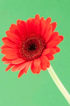 Single red Gerbera on a green background Stock Photos