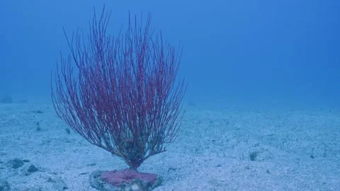 Single red gorgonian on seabed with brittle stars Stock Footage 344985409