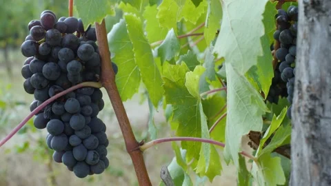 Single red grape, mature, ready to harvest. Vines and vine leaf.  Stock Footage 138439927