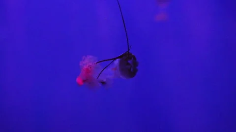 Single Red Jellyfish Drifting Underwater in Blue Light Stock Footage 336264006