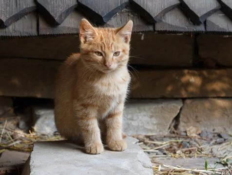 Single red kitten sitting on a rock. Pets Stock Photos