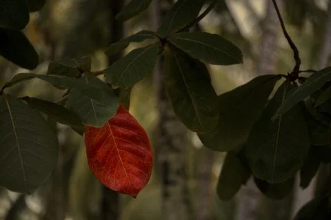 Single red leaf among green tropical foliage Stock Photos