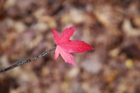 Single red leaf on the end of a stick with yellow leaves bokeh behind it Stock Photos