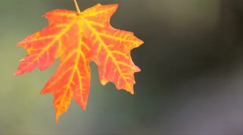 Single Red Leaf Stock-Footage 12576814