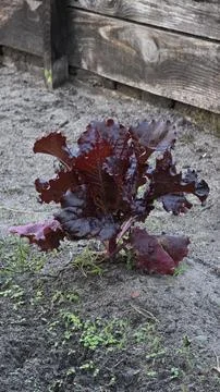 Single red leaf lettuce plant growing in dry sandy soil near weathered wood.. Stock Photos