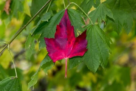 Single Red Leaf Stock Photos