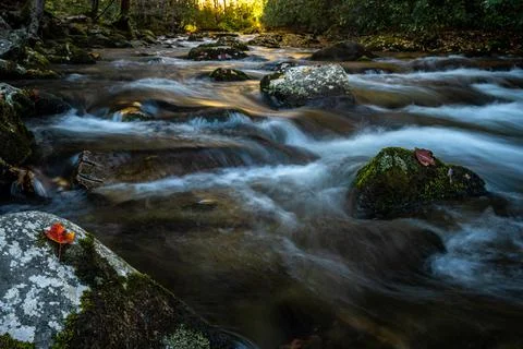 Single Red Leaf Sits On Rock in Oconaluftee River Photos