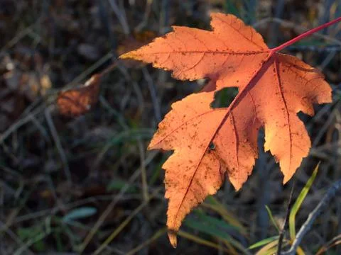 	Single Red Maple (Acer rubrum) Leaf in Fall Stock Photos