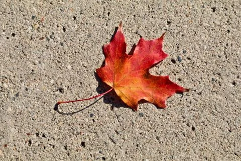 Single red maple on the cement Stock Photos