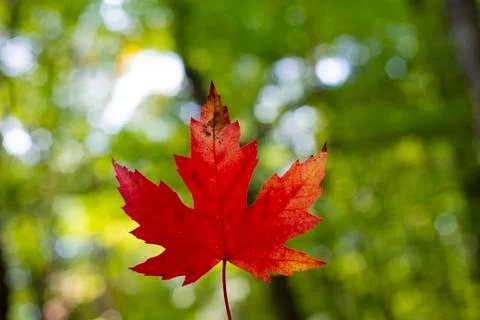 Single red maple leaf against green nature background Stock Photos