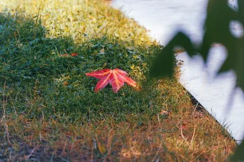 Single Red Maple Leaf on Grass Beside Bright Garden Path Stock-Fotos