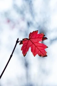 Single Red Maple Leaf Minimal Nature Study Stock Photos