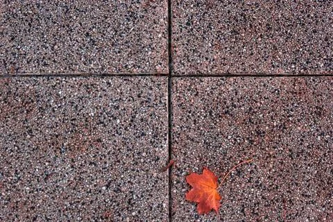 Single Red Maple Leaf On Pavement Фото