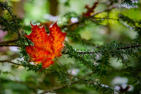 Single red maple leaf Foto stock
