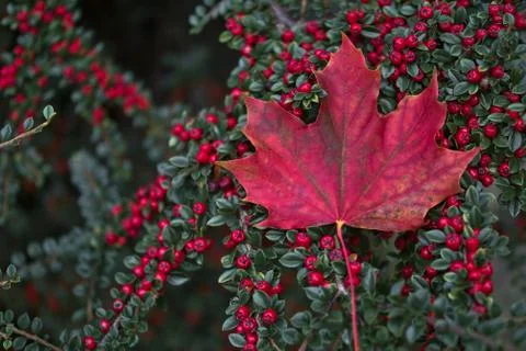 Single red maple leaf on red buckthorn berries bush Stock Photos