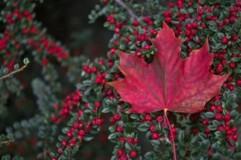 Single red maple leaf on red buckthorn berries bush Stock Photos