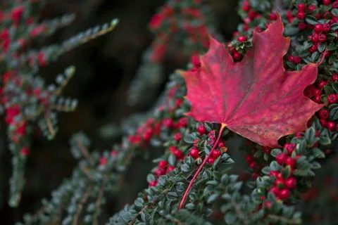 Single red maple leaf on red buckthorn berries bush Stock Photos