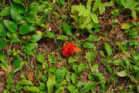 A single red maple leaf rests on a forest floor amongst green foliage and dry Fotos de archivo