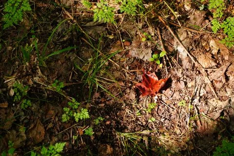 A single red maple leaf rests on a forest floor covered in dry leaves twigs Фото