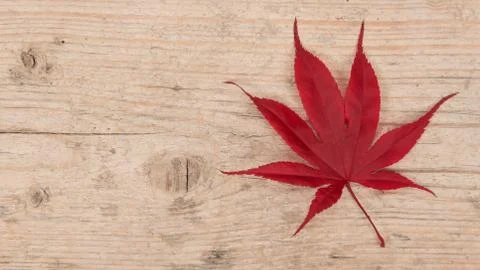 Single red maple leaf at the right border on a white washed scaffolding woode Stock Photos