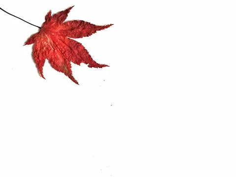 A single red maple leaf on a white background creates a minimalist autumn ima Stock Photos