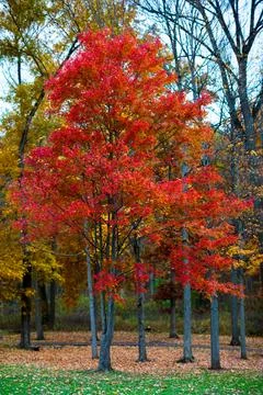 Single Red Maple Tree in Autumn Forest with Vertical Trunks Stock Photos