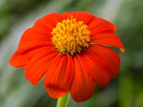 Single Red-Orange and Yellow Mexican Sunflower Blossom Close-up Stock Photos
