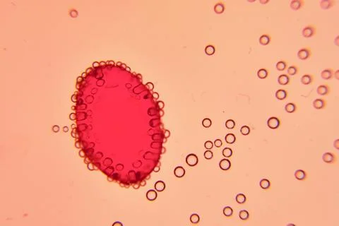 Single red oval in liquid under microscope Stock Photos
