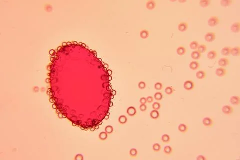 Single red oval in liquid under microscope Stock Photos