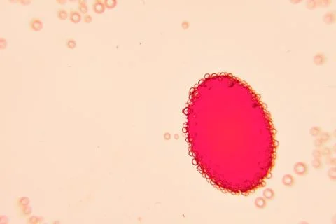 Single red oval in liquid under microscope Stock Photos