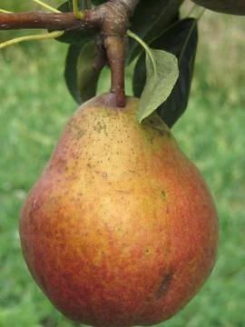 Single red pear hanging on the tree . Tuscany, Italy Stock Photos