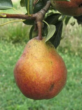 Single red pear hanging on the tree . Tuscany, Italy Stock Photos