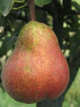 Single red pear hanging on the tree . Tuscany, Italy Stock Photos