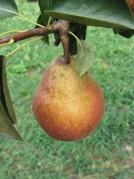 Single red pear hanging on the tree . Tuscany, Italy Stock Photos