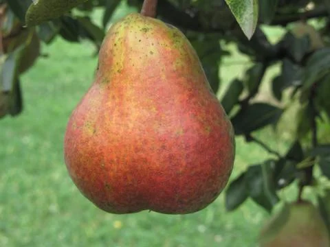 Single red pear hanging on the tree . Tuscany, Italy Stock Photos